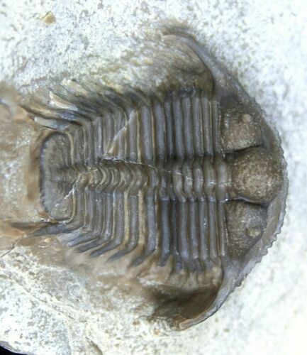 Cyphaspides Trilobite - Jorf, Morocco #2165
